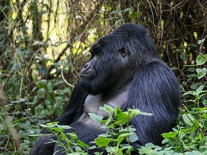 Mgahinga Gorilla National Park, Uganda