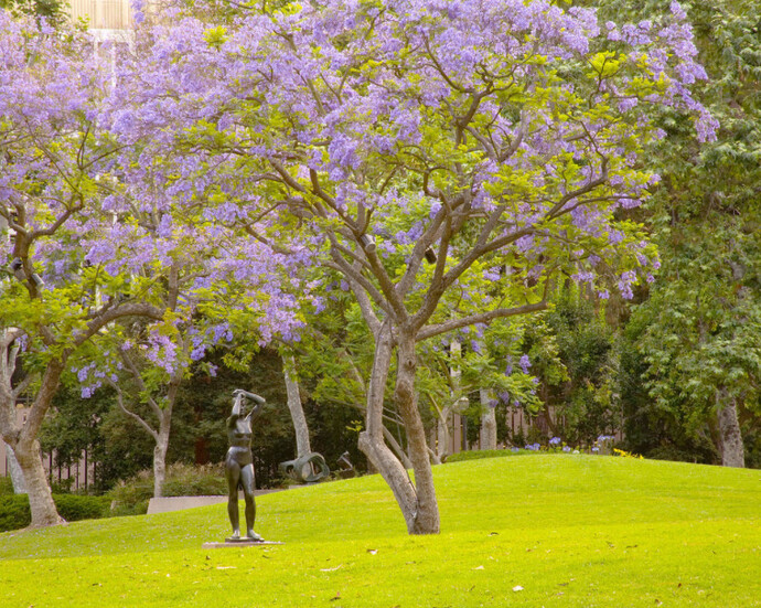 Franklin D. Murphy Sculpture Garden. Courtesy of Hammer Museum 