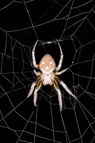 Una araña en su tela