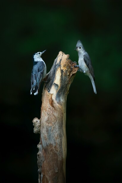 A blue bird and a grey bird on a wooden branch