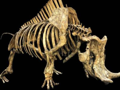 Age of Mammals. Courtesy of The Natural History Museum