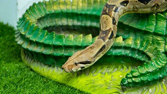 La anaconda verde es la serpiente más grande del mundo, de joven cambia su piel a menudo