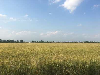 Coltivazioni ad avena orzo e grani antichi biologici a Longare Palazzo Rosso Farm