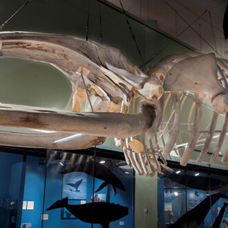 Hall of Great Whales. Courtesy of New Brunswick Museum