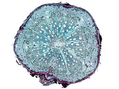Um close-up de uma célula sob um microscópio