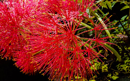 Mimosa roja bajo gotas de agua. Comienza a formar capullos de rojo intenso a comienzos del verano y florece hasta el inicio del otoño. Embellece aún más la temporada estival y favorece el enamoramiento como un poema, Sri Lanka