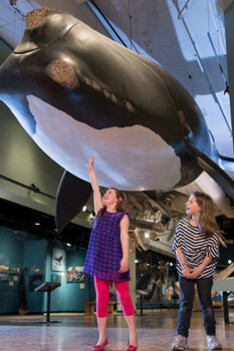 Hall of Great Whales. Courtesy of New Brunswick Museum