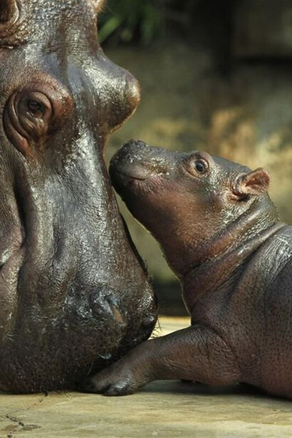 Hippos
