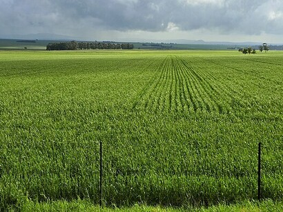 Campi di grano, provincia di Western Cape, Sudafrica