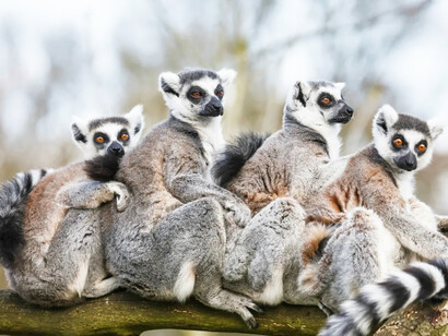 I lemuri sono endemici del Madagascar