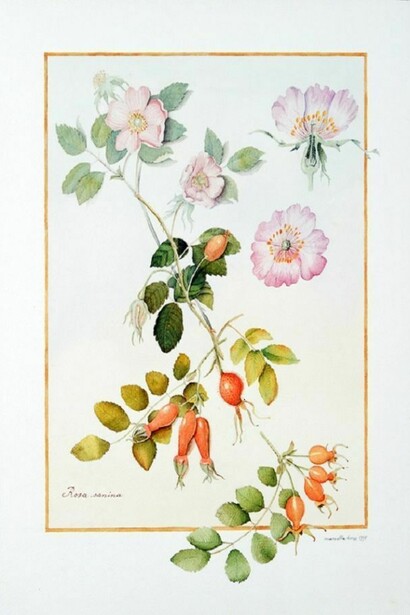 Rosa canina