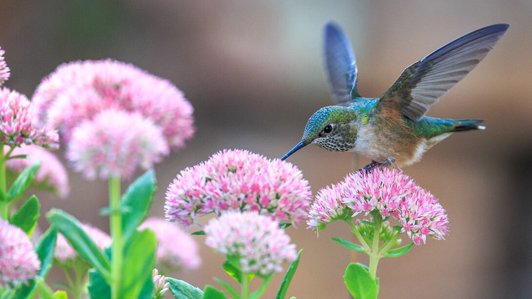 The perfection of Nature