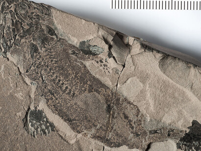 Fossile Fische und Amphibien. Courtesy of Museum für Naturkunde