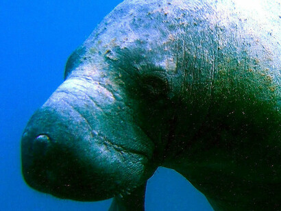 Manatí del Caribe («Trichechus manatus»)