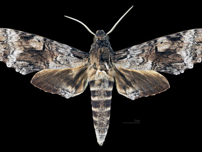Pseudosphinx tetrio, male dorsal. Cartago, Parque Nacional Tapanti, Costa Rica