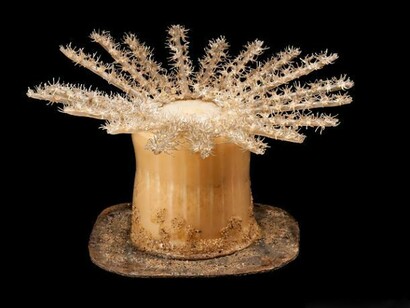 Rudolph and Leopold Blaschka, Actineria hemprichi, glass model works of sea urchins / creatures, James Turner © Amgueddfa Cymru - National Museum Wales 2013