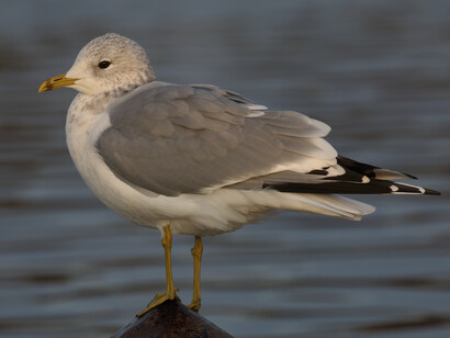 Common Gull © Gehan de Silva Wijeyeratne