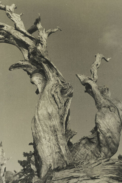 Mike Disfarmer (American, 1884-1959), Untitled (Standing Couple), ca. 1940, Gelatin silver contact print, h. 5 in. (12.7 cm); w. 3 in. (7.6 cm), San Antonio Museum of Art, gift of Ernest Pomerantz and Marie Brenner, 2016.26.57, © Collection of Julia Scully, Courtesy Howard Greenberg Gallery, New York