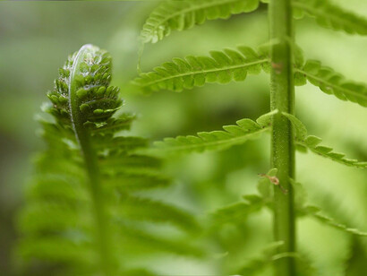 Fern leaves uncoiling