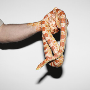 Mutation, Transformation, Metamorphosis. Courtesy of Art Mûr