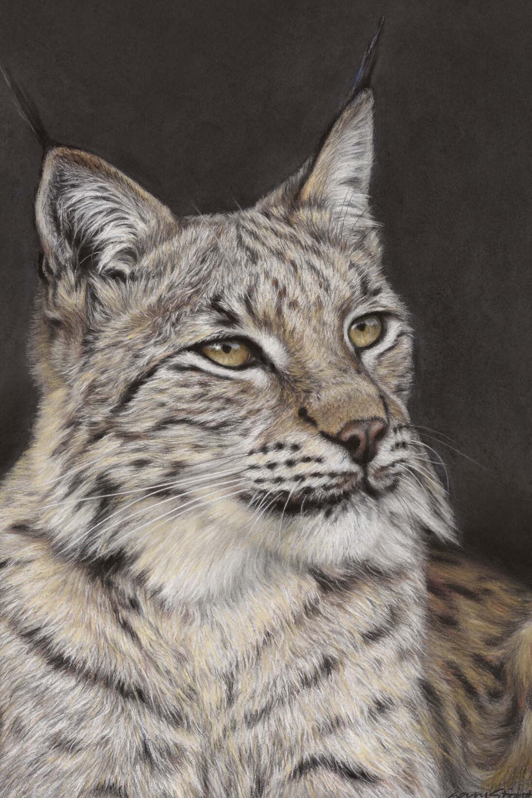Gary Stinton, Lynx in Summer - Large as Life VIII, Pastel on museum board, Signed, 14 x 10.5ins (35.5 × 26.5 cm)