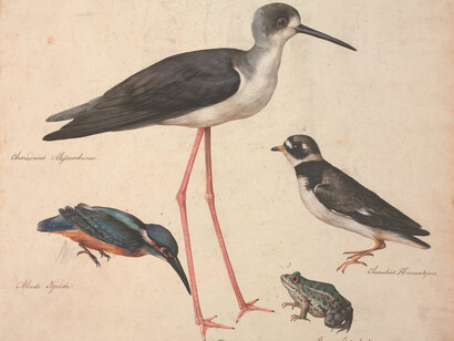 Jacopo Ligozzi, Tavole naturalistiche – Gli Uccelli - Cavaliere d’Italia (Himantopus himantopus), Corriere grosso (Charadrius hiaticula), Martin pescatore (Alcedo atthis), Rana verde (Rana esculenta), 1577-1587 ca