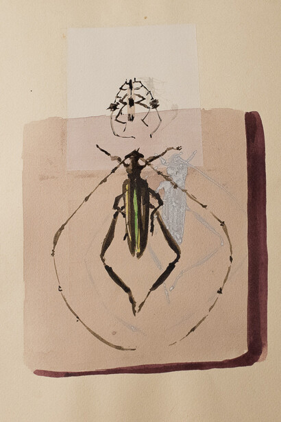 Insetti. Foto di Valeria Nonni