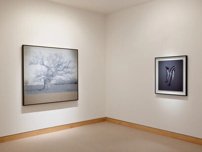 Richard Learoyd, exhibition view. Courtesy of Fraenkel Gallery