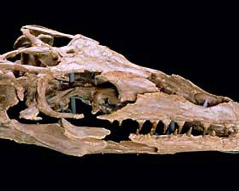 Palaeontology collections. Courtesy of Natural History Museum 