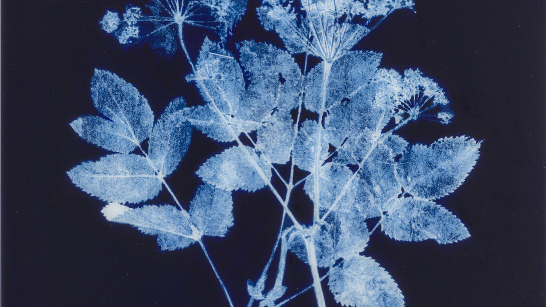 Angelica sylvestris © Edward Chell