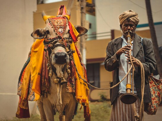 Um homem conduz uma vaca adornada com tecidos coloridos e ornamentos pelas ruas da cidade. Em muitas tradições indianas, a presença da vaca atravessa o cotidiano como símbolo de prosperidade, devoção e continuidade espiritual
