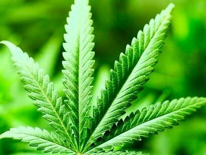 Marihuana