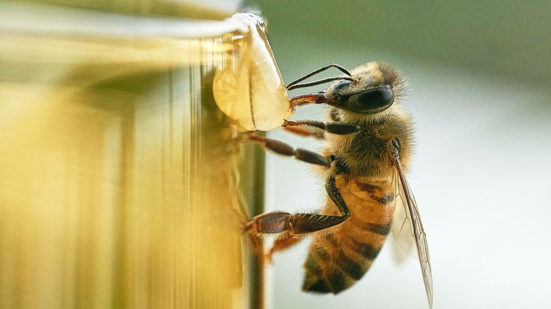 Bees are important for the environment in a variety of ways