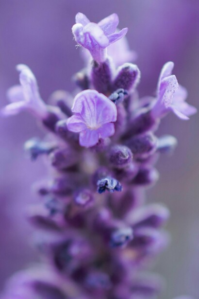 Incorporar la lavanda a la rutina nocturna mejora la calidad del sueño