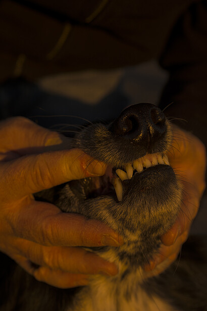 Tomaso Clavarino, Ballad of woods and wounds. Senza titolo 1, 2020. Per gentile concessione del Museo di Fotografia Contemporanea