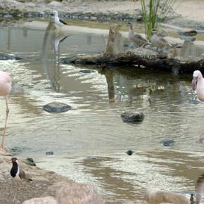 Ali Cherri, We The Civilised ©Ali Cherri