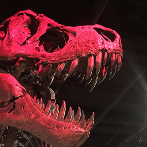 The Last American Dinosaurs. Courtesy of Smithsonian's National Museum of Natural History