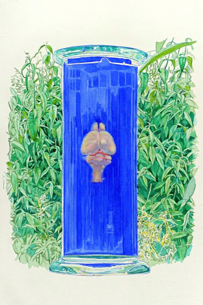 Bocal/cerveau 1, 57 x 38 cm, aquarelle sur papier Arches 300g, 2019