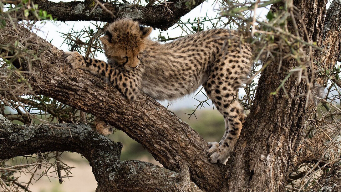 Wildlife Photographer of the year. Courtesy of ROM