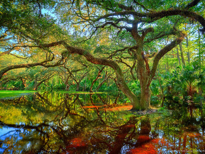 Oak Trees at Fishing Eating Creek Palmdale Florida © Kim Seng