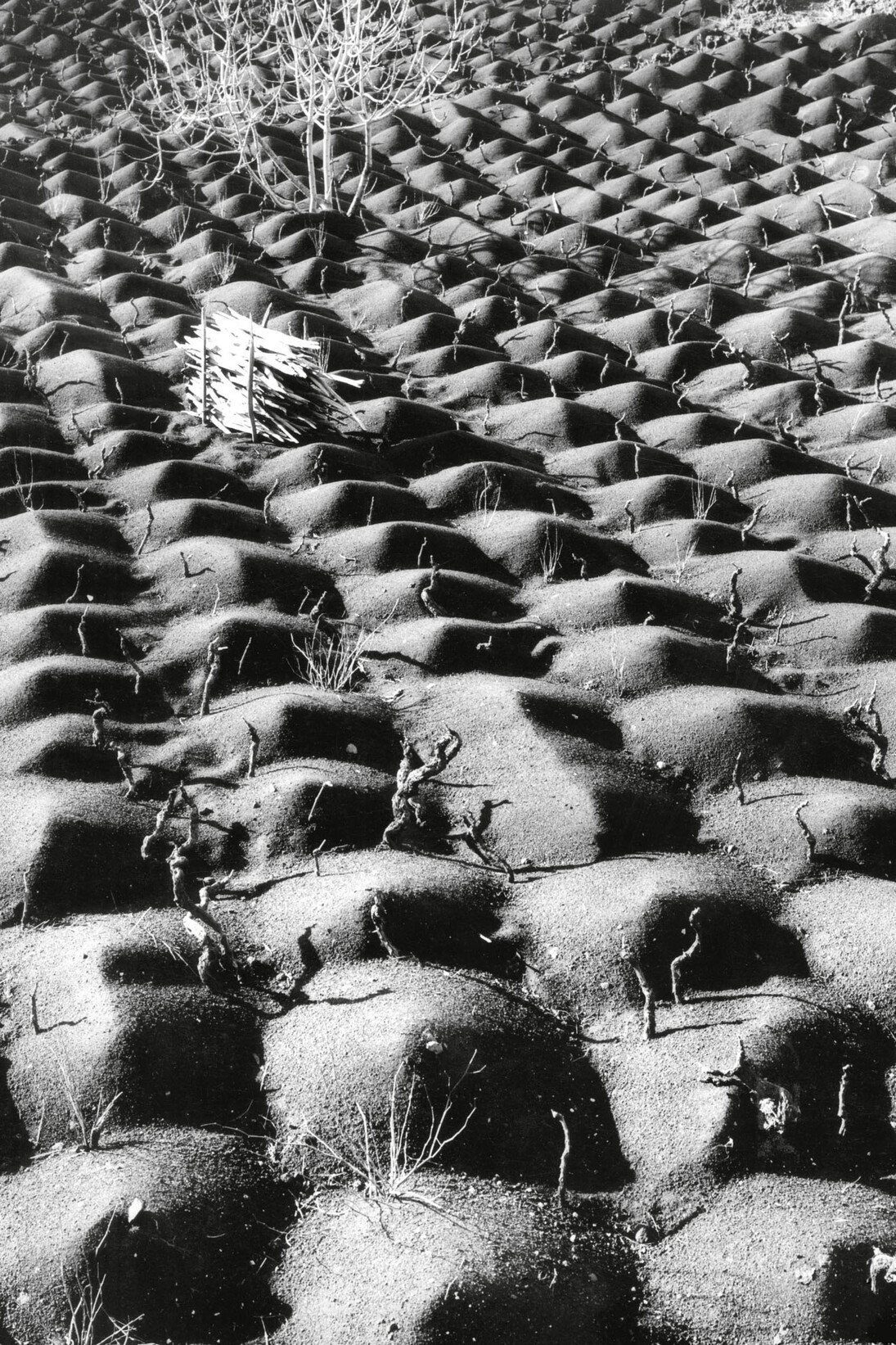Fulvio Roiter, Coltivazione vite, Etna, 1953 © Archivio Storico Circolo Fotografico La Gondola Venezia
