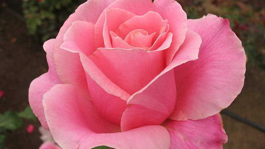 Il profumo della Rosa
