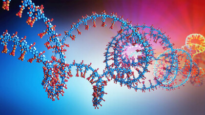 Modelo de una cadena de ARN