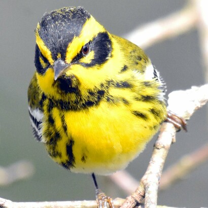 Setophaga Townsendi (Reinita de Townsend), residente desde Alaska, migra en invierno a México y Guatemala