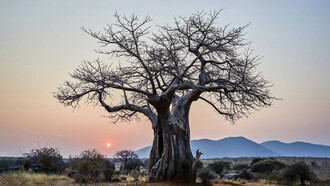 La famiglia è come un albero dalle radici profonde