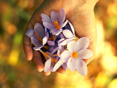 Mano che coglie fiori da un prato
