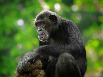 There isn’t much thought given to the slow but inexorable disappearance of chimpanzees