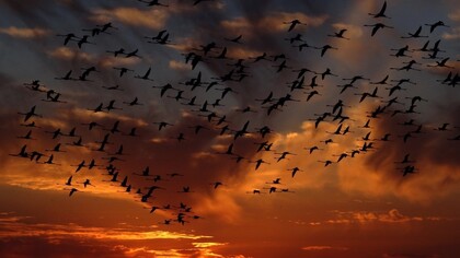 The staggering loss of bird abundance 