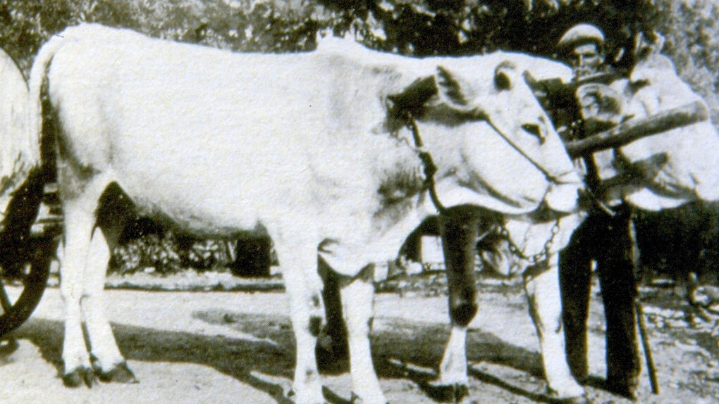 Capi di bestiame per il trasporto durante la Grande Guerra