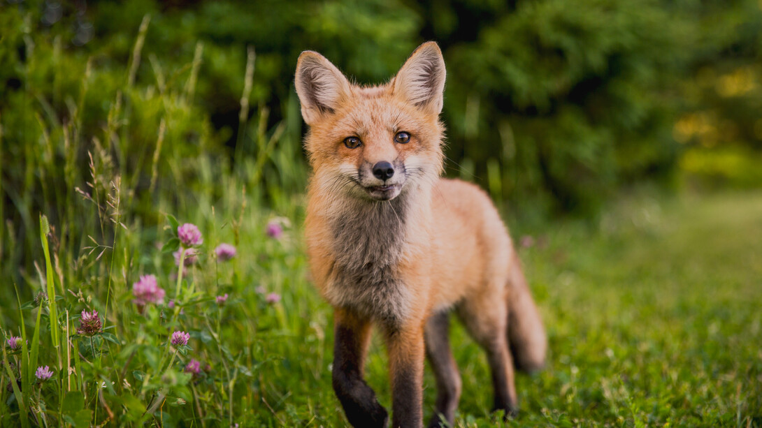 In the UK and Europe a number of estate and landowners are converting to rewilding